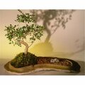 Paisaje Chinese Elm Bonsai Tree On Rock Slab - Ulmus Parvifolia PA2803673